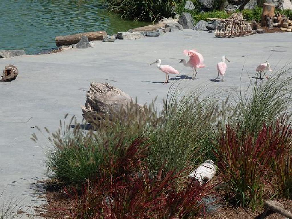 101PARC AUX OISEAUX DANS L AIN 2016 3_000045.jpg